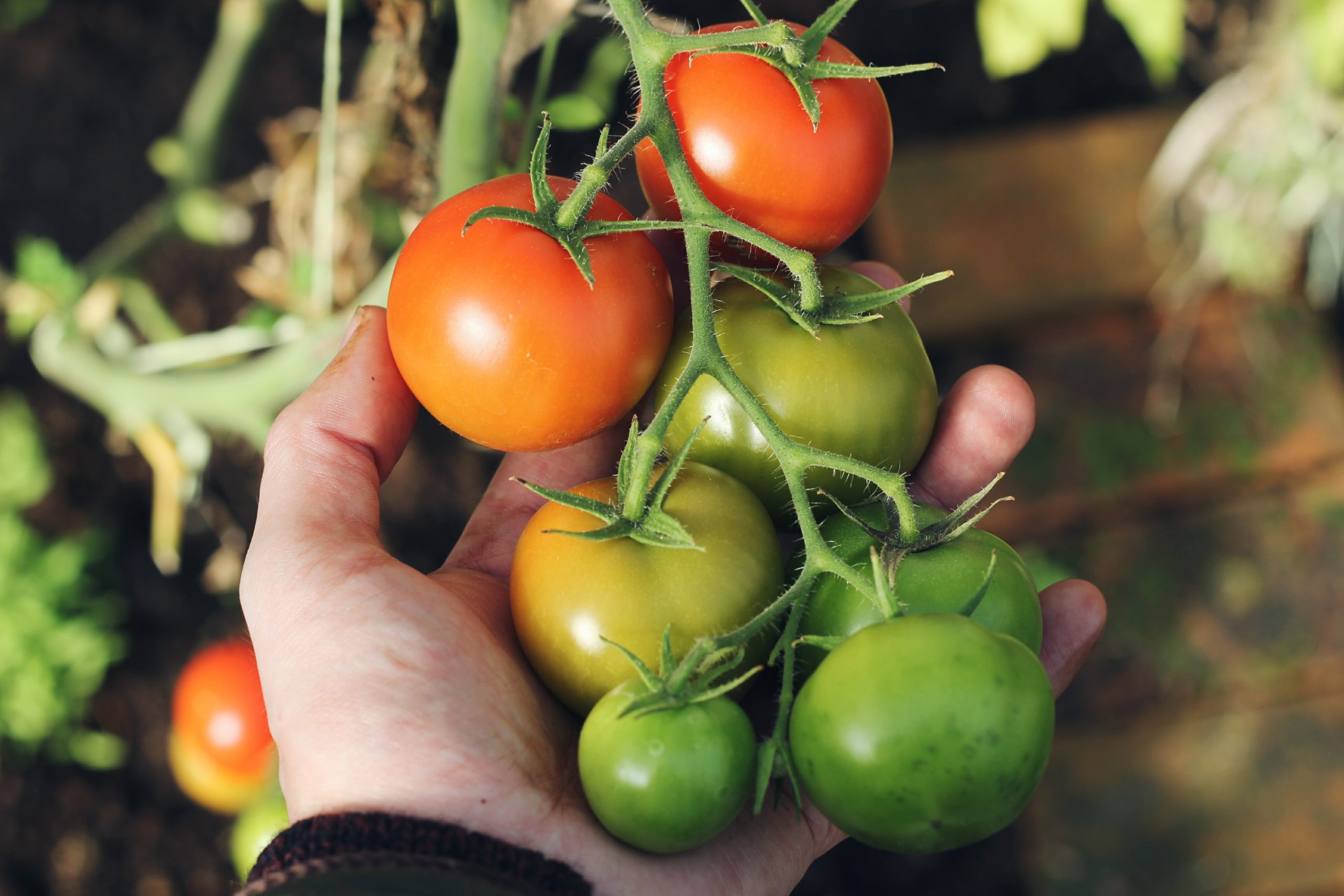 grow tomatoes indoors