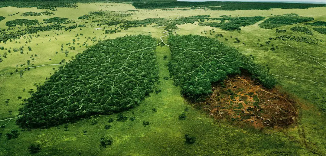 Deforestation