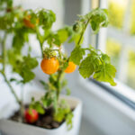 grow tomatoes indoors