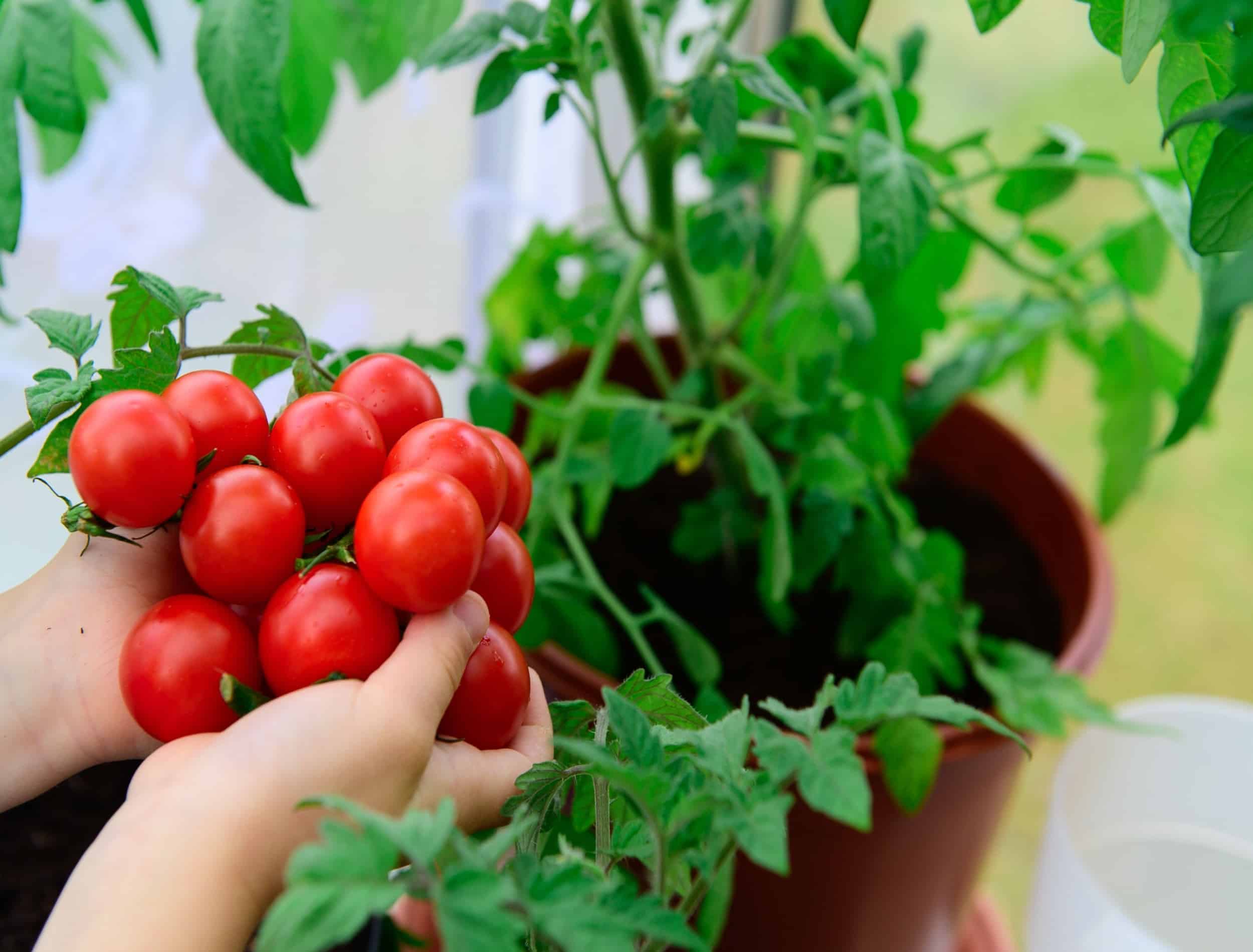 grow tomatoes indoors