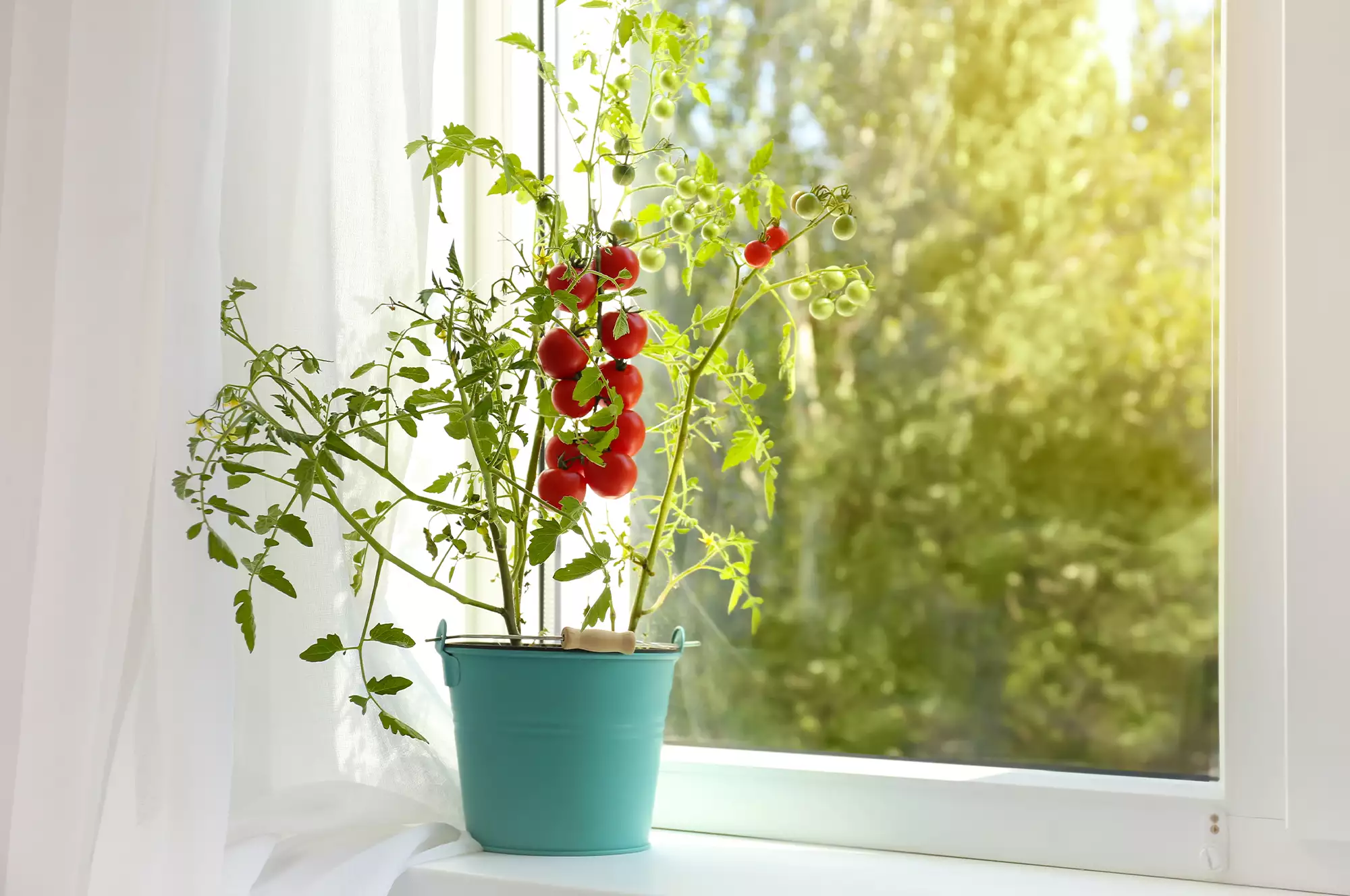 grow tomatoes indoors