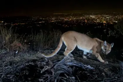 mountain lion mother saves son