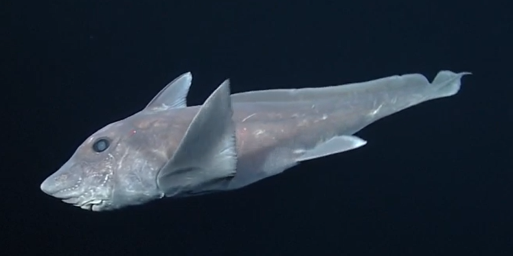 picture of ghost shark