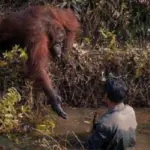 orangutan hand outstretched photo