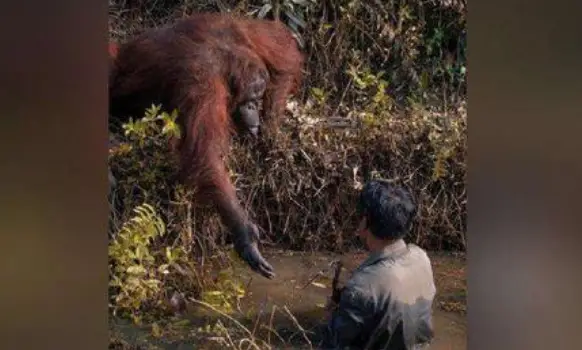 orangutan hand outstretched photo