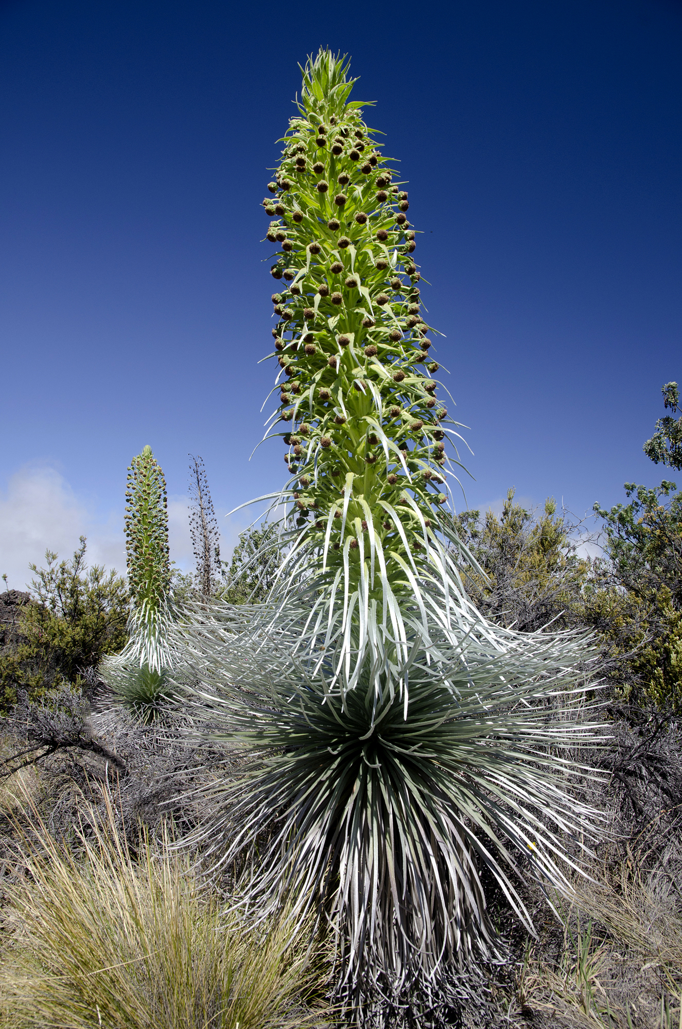 Mauna Kea Silversword