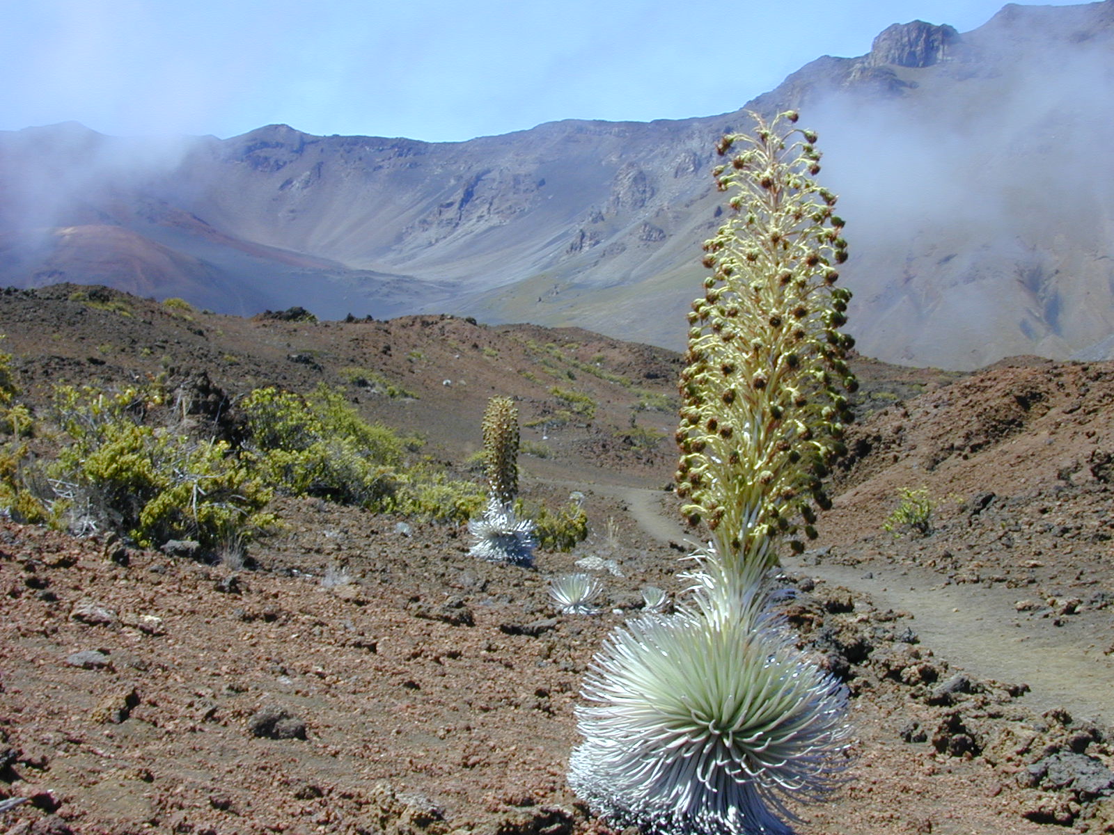 Mauna Kea Silversword