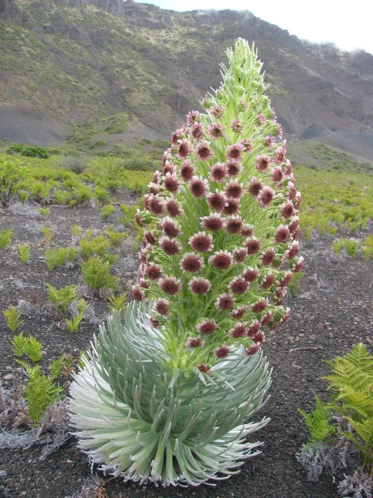 Mauna Kea Silversword