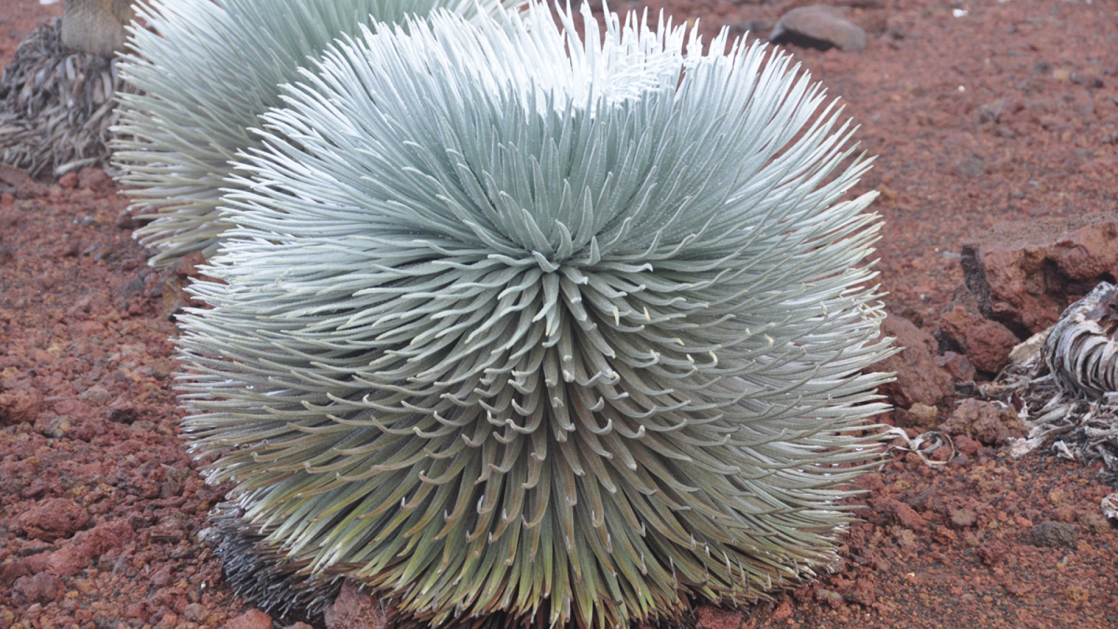 Mauna Kea Silversword