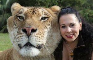 Hercules the Liger