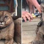 mountain lion in chains is freed