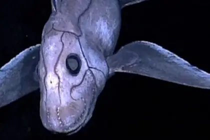 deep sea ghost shark