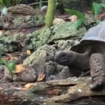 vegetarian tortoise eats tern chick video