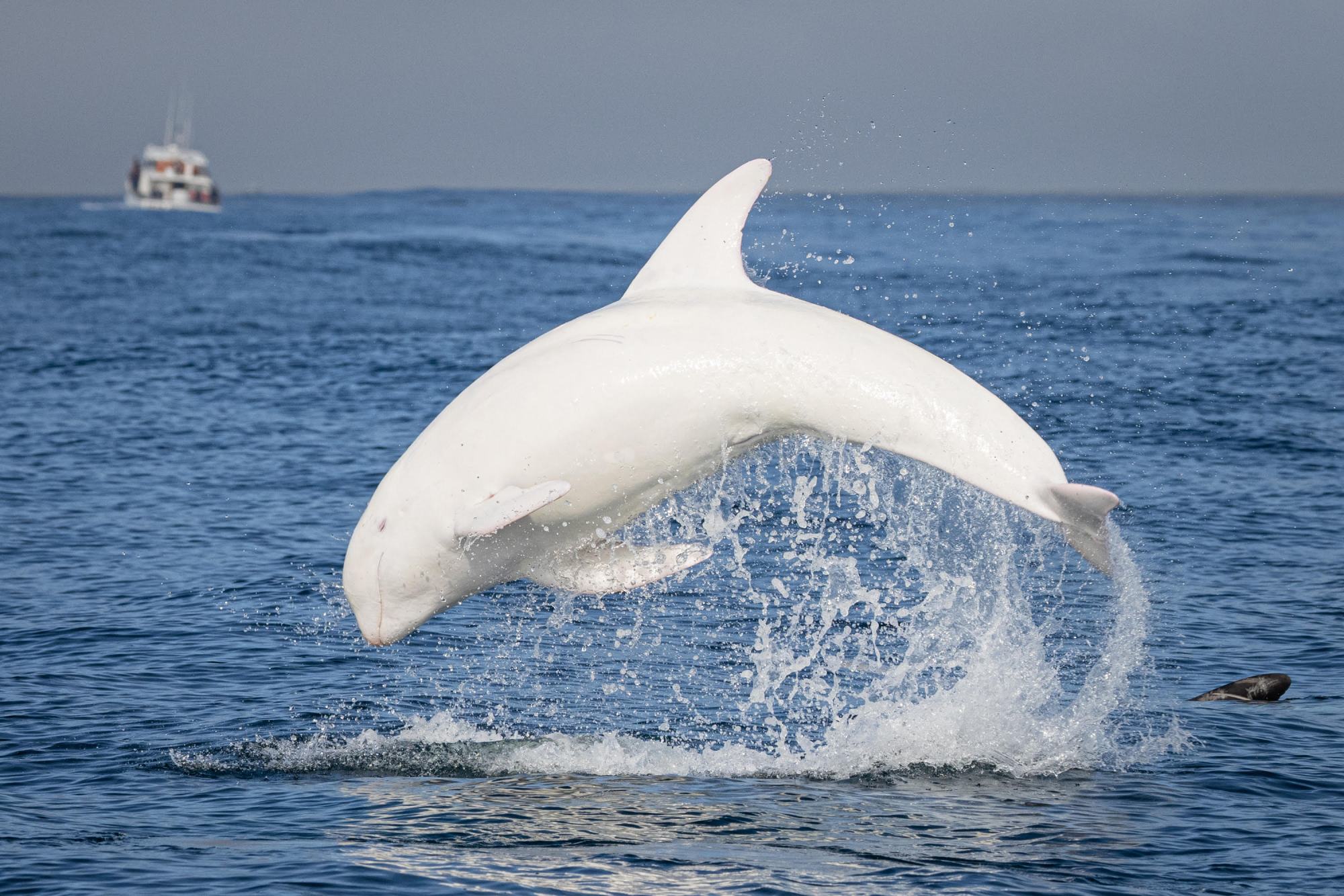 Дельфин белей. Афалина альбинос. Белла Дельфин. Яков Dolphin.