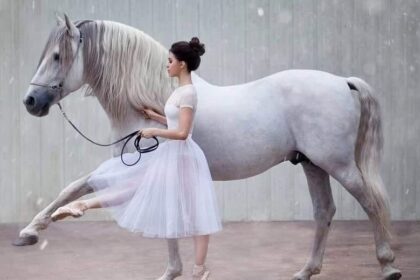 horse-human heart connection