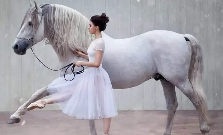 horse-human heart connection