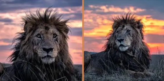 lion in kenya