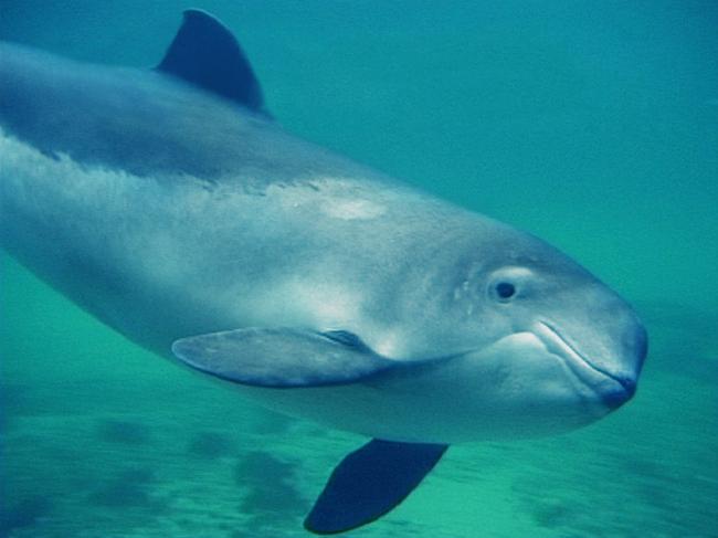 porpoise 