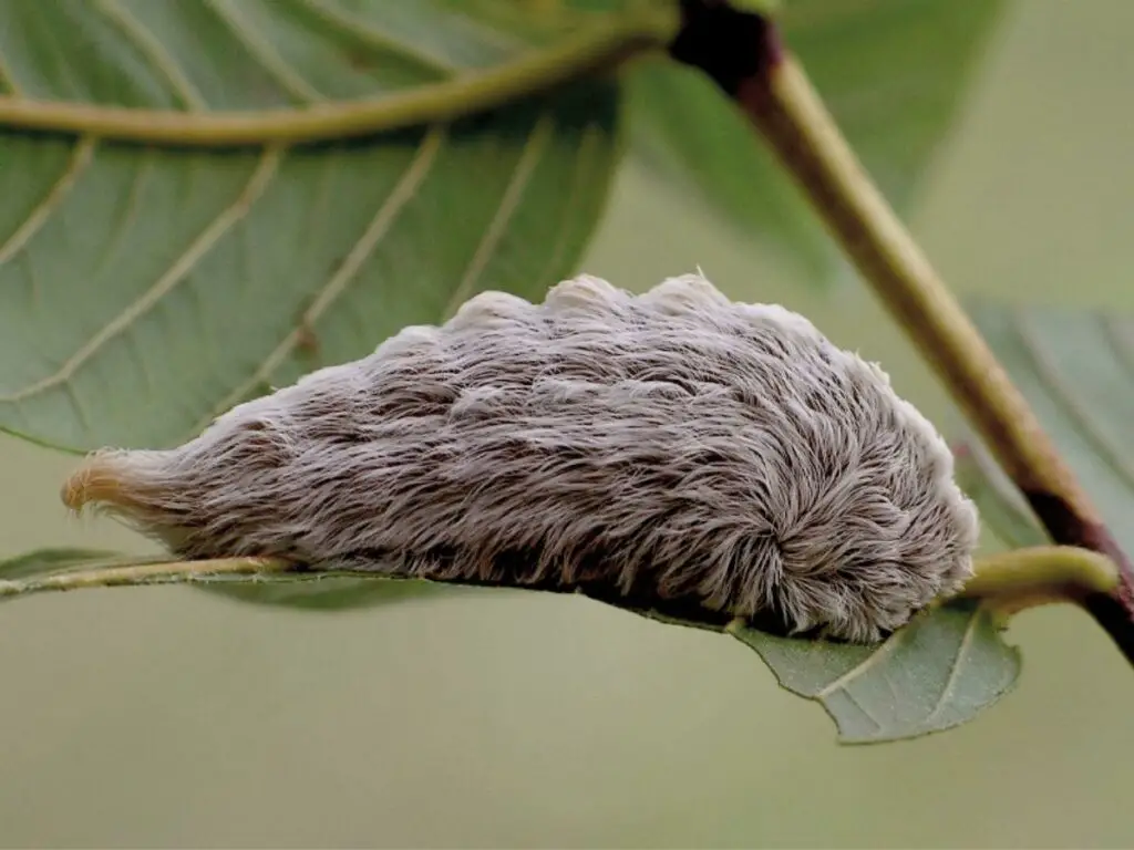 puss caterpillar 1