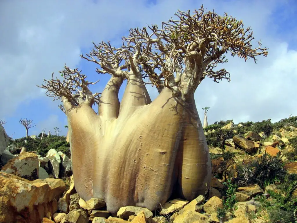 socotra desert rose