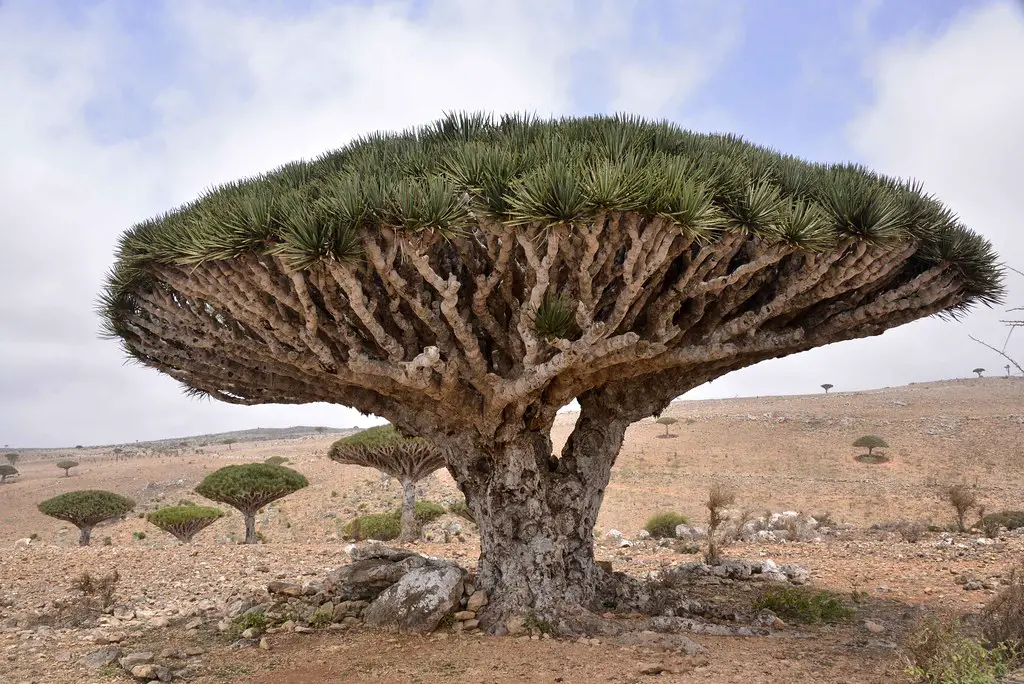 socotra island 