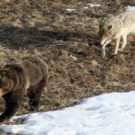 wolf vs. bear yellowstone
