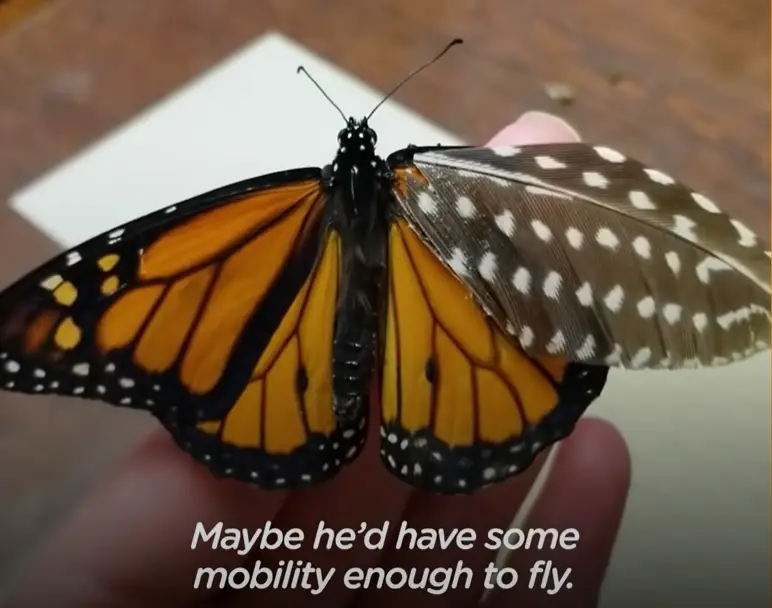 butterfly saved by feather