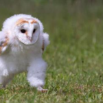 baby barn owl run