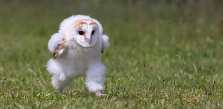 baby barn owl run