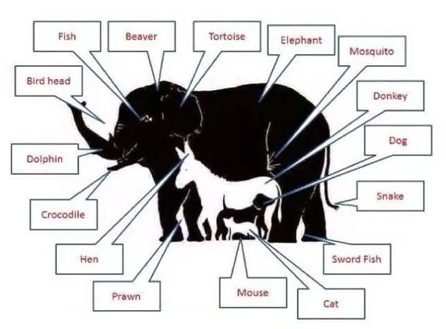 animal puzzle #2