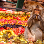thai festival of monkeys