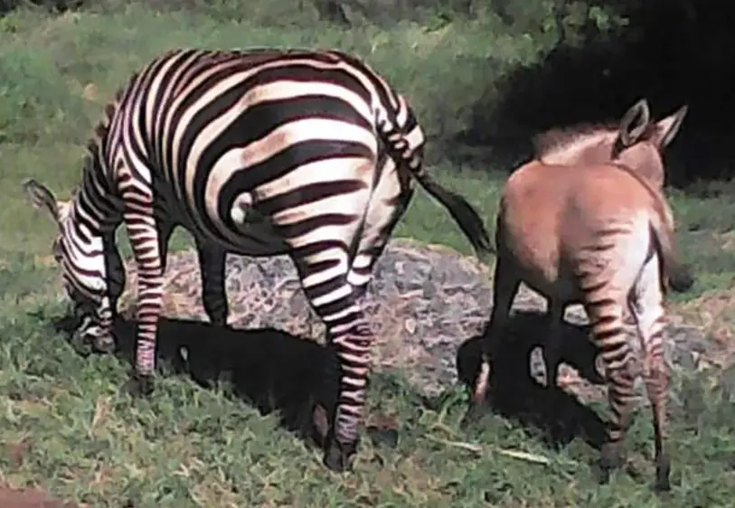 zebras zonkeys 