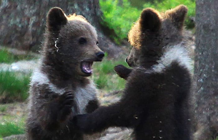 bear cubs fighting