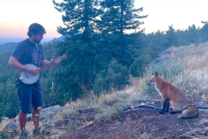 banjo fox video viral