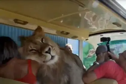 lion bus