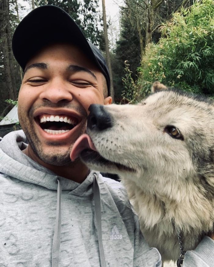 wolf sanctuary man licking 