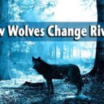 wolves change rivers