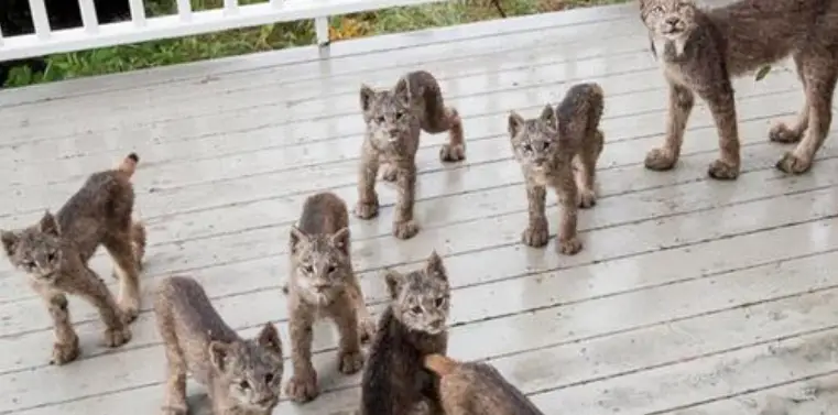 cats on the porch lynxes in alaska 
