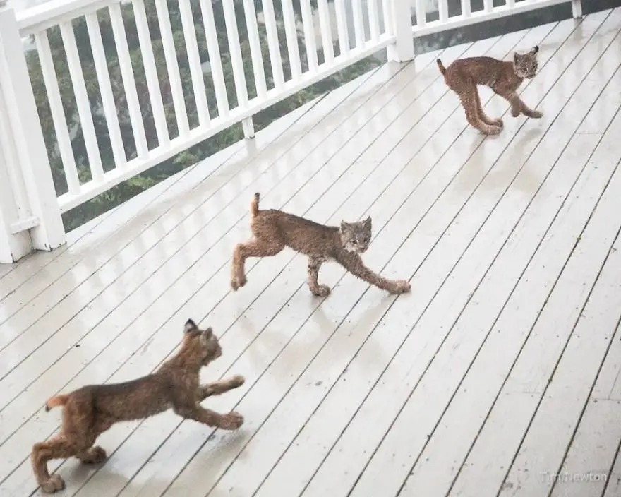 lynx cats 