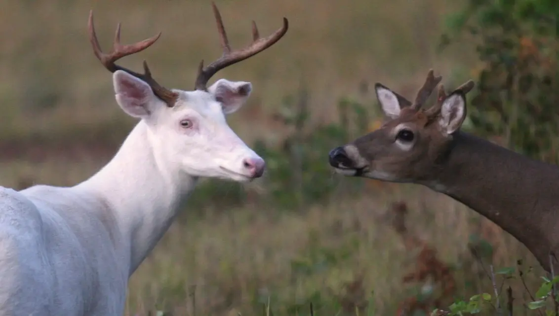 albino deer