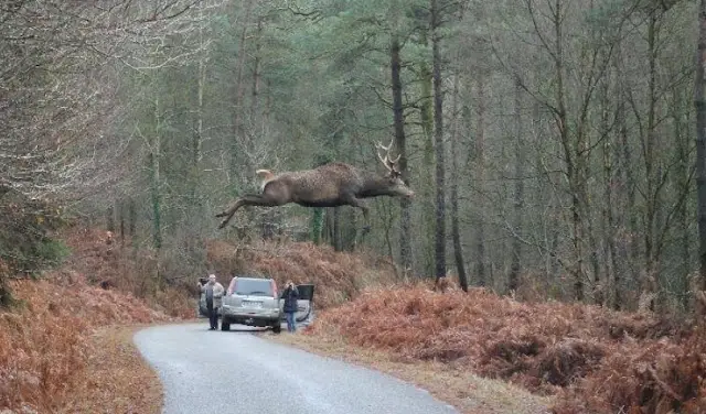 elk leap canada