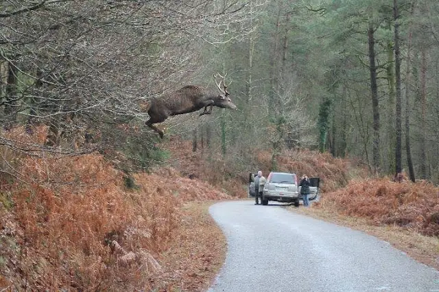 elk leap ontario