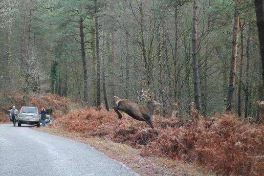 elk leaping