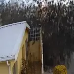 flock of birds fall from the sky