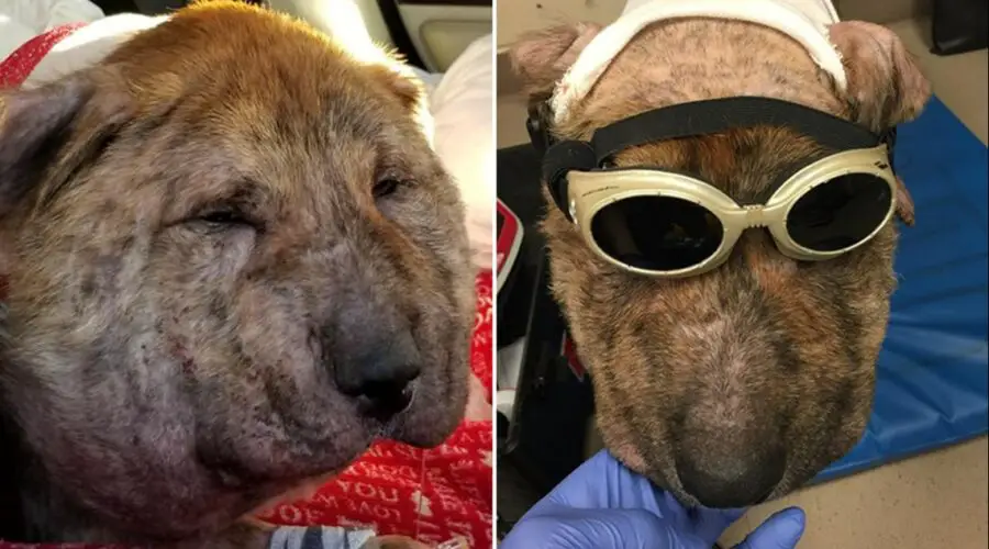 gus the pumpkin headed dog