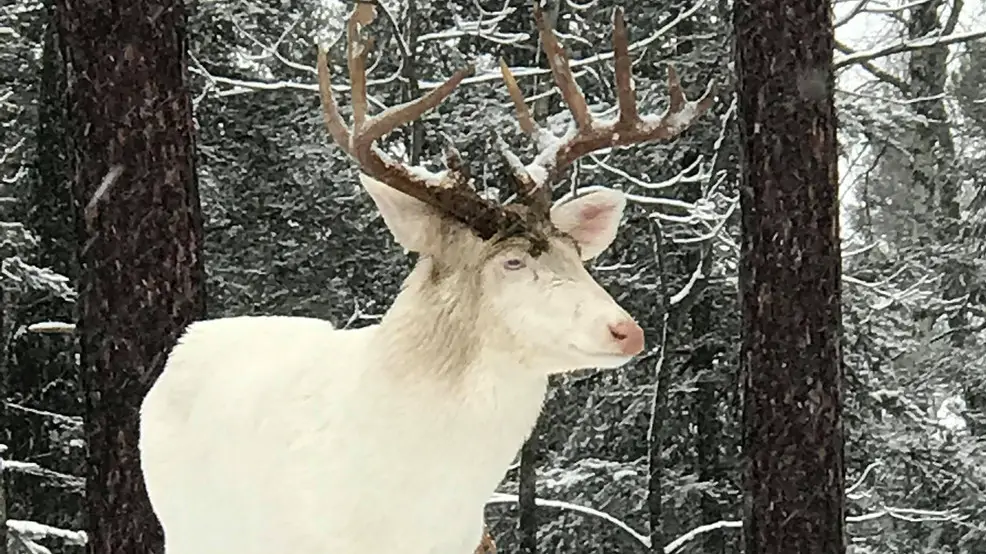 white wisconsin buck