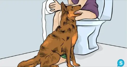 dog follows you into bathroom