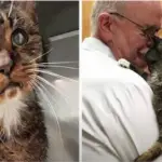 elderly cat is adopted by a veterinarian story video