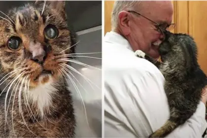 elderly cat is adopted by a veterinarian story video