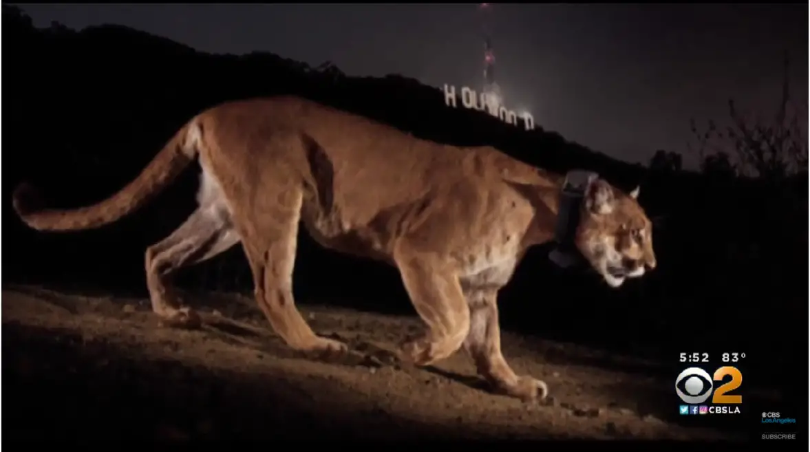 mountain lion los angeles